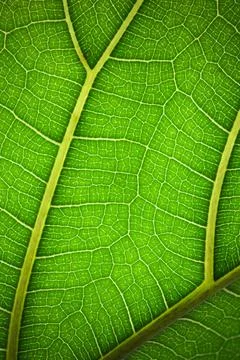 Plant leaf in macro. Green texture and pattern on a leaf of a plant. Green na Stock Photos