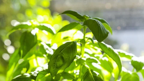 Plant Leaf Movement in Time-Lapse Stock Footage 121223682