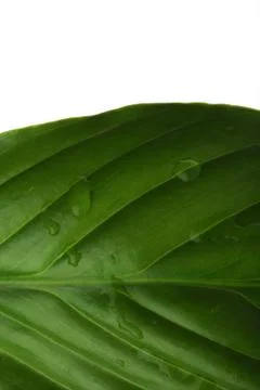 Plant leaf Stock Photos