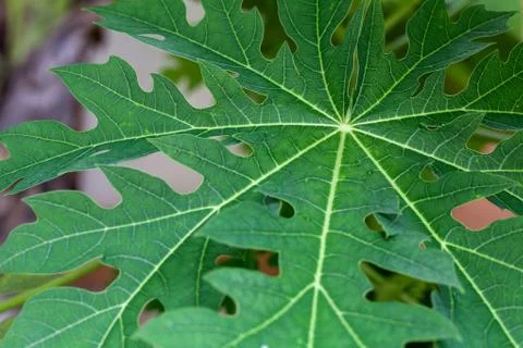Plant leaf Stock Photos