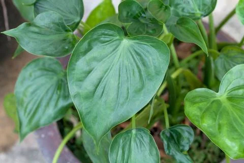 Plant leaf Stock Photos