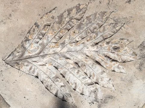 Plant leaf Stock Photos