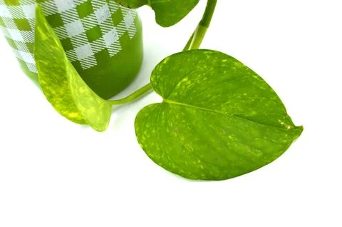 Plant leaf Foto stock