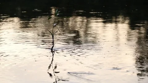 Plant Leaf in River Water Current with Reflection Stock Footage 81590656