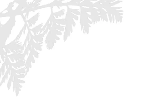 Plant leaf shadow overlay Stock Illustration