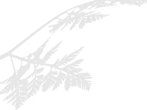 Plant leaf shadow overlay on transparent background Stock Illustration
