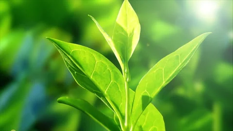 Plant Leaf Slight Shaking Stock Footage 283903007