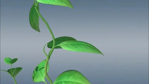 Plant leaf structure and functions Video stock 280081746