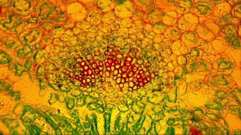 Plant leaf structures , colorful cellular lattice network 2d animation rendering Stock Footage 148506392