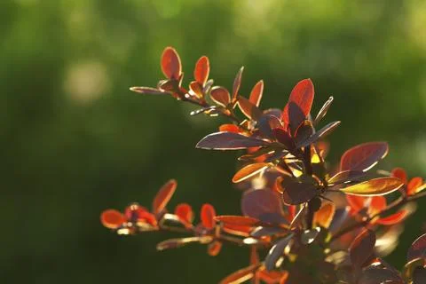 The plant leaf in the sun Stock Photos