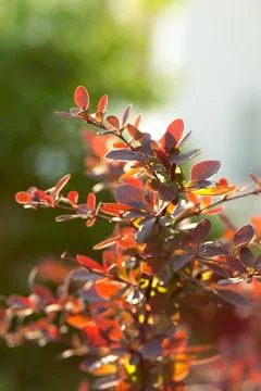 The plant leaf in the sun Foto stock