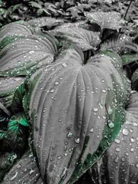 Plant leaf texture, large hosta foliage nature dark green Stock Photos