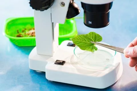 Plant leaf under the microscope Stock Photos