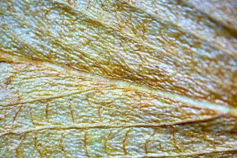 Plant leaf under the microscope Foto stock