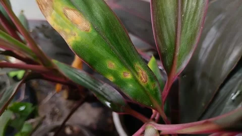 Plant leaves affected by leaf blight Stock Footage 316659262