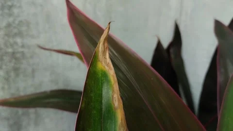 Plant leaves affected by leaf blight Video stock 316659264