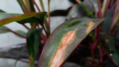 Plant leaves affected by leaf blight Video stock 316659265