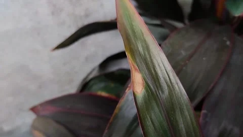 Plant leaves affected by leaf blight Video stock 316659293