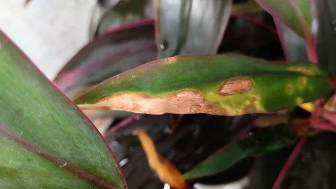 Plant leaves affected by leaf blight Video stock 316659310