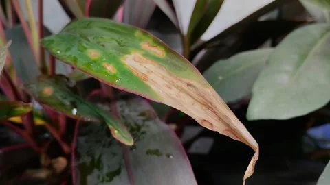 Plant leaves affected by leaf blight Video stock 316659327