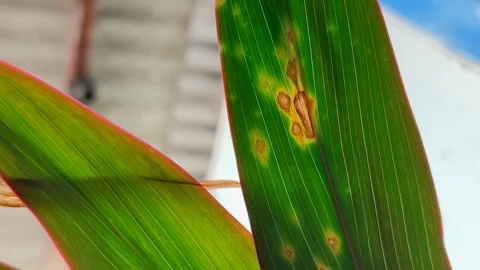 Plant leaves affected by leaf blight. Video stock 319973890