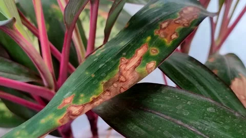 Plant leaves affected by leaf blight. Video stock 319973913