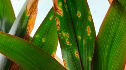 Plant leaves affected by leaf blight. Video stock 319973974