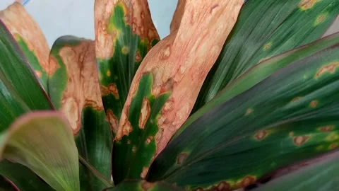 Plant leaves affected by leaf blight. Video stock 319974144