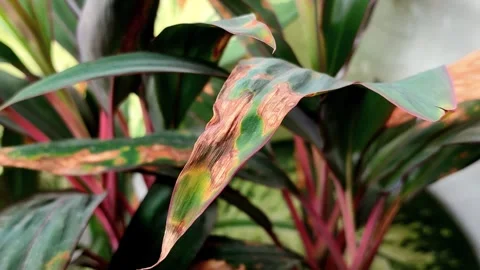 Plant leaves affected by leaf blight. Video stock 319974185
