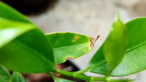 Plant leaves affected by leaf blight Stock Footage 321666708