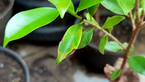 Plant leaves affected by leaf blight Stock Footage 321666709