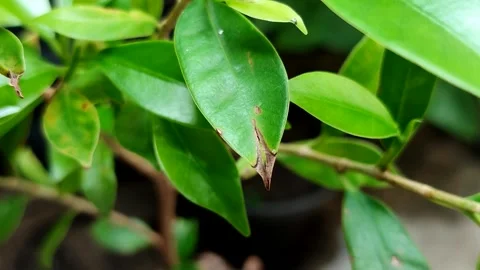 Plant leaves affected by leaf blight Stock Footage 321666710