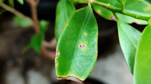 Plant leaves affected by leaf blight Stock Footage 321666751