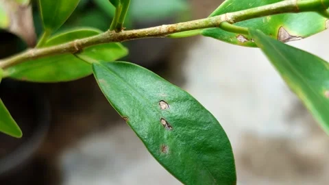 Plant leaves affected by leaf blight Stock Footage 321666776