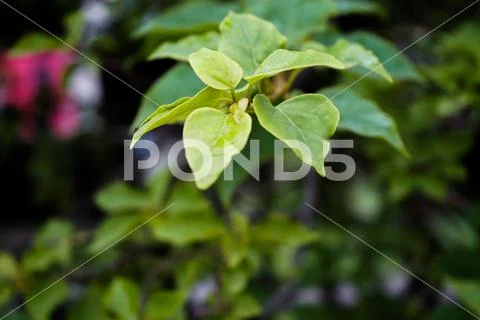 Plant Leaves with blurred background Stock Photos