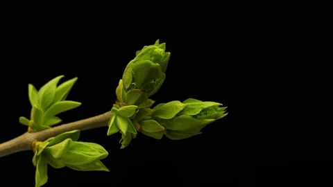 Plant leaves, Budding tree buds Timelapse, Time-Lapse Green leaves, Closeup on Stockbeeldmateriaal 106858491