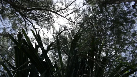 Plant Leaves Stock Footage 104713046