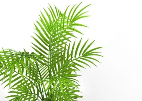 Plant Leaves Stock Illustration