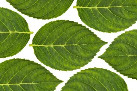 Plant leaves pattern, green  leaf background Stock Photos