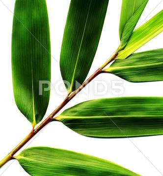 Plant leaves Stock Photos