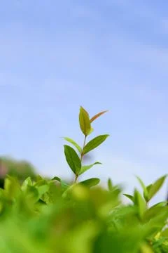 Plant leaves Stock Photos