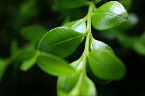 Plant Leaves Stock Photos