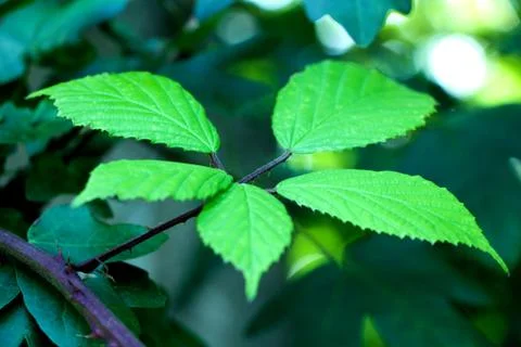Plant with Leaves Stock Photos