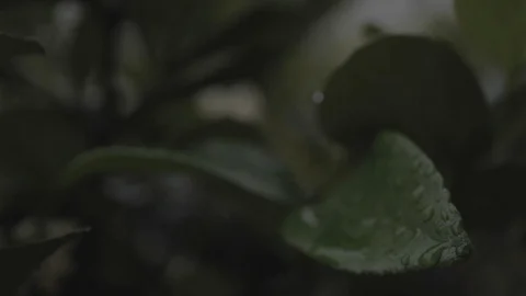 Plant Leaves in the Rain Stock Footage 114584448