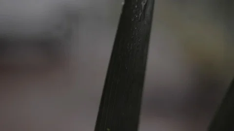 Plant Leaves in the Rain Stock Footage 114584635