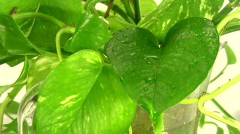 Plant leaves sprayed with water. Stock Footage 344320