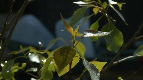 Plant Leaves in Sunlight Stock Footage 118938449