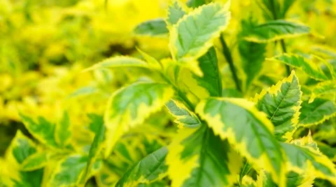 Plant leaves in the wind Stock Footage 49358768