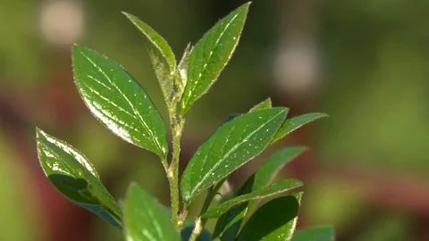 Plant leaves on a wind Stock Footage 107397587