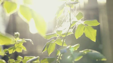 Plant leaves in the wind Stock Footage 207141450